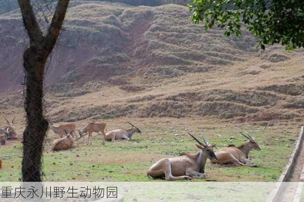 重庆永川野生动物园