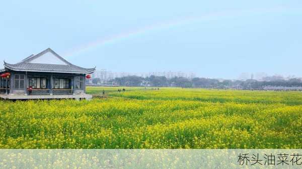 桥头油菜花