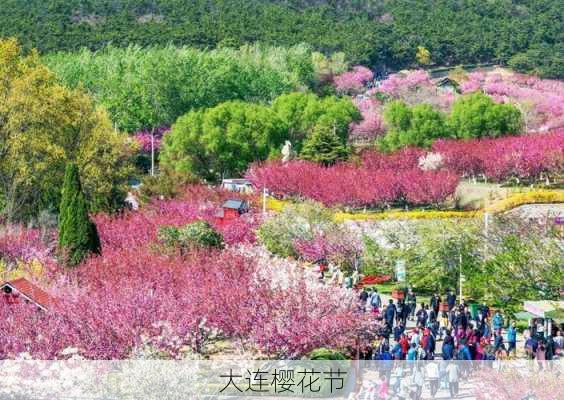 大连樱花节