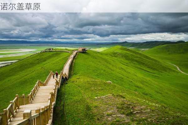 诺尔盖草原