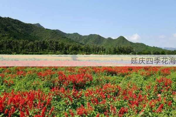 延庆四季花海