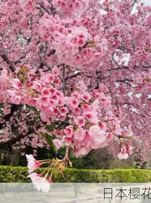 日本樱花