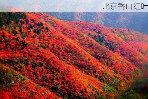 北京香山红叶