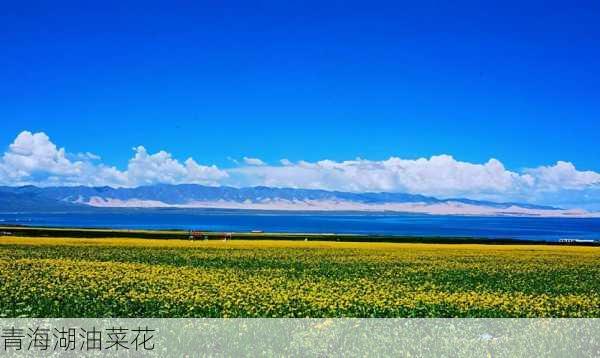 青海湖油菜花