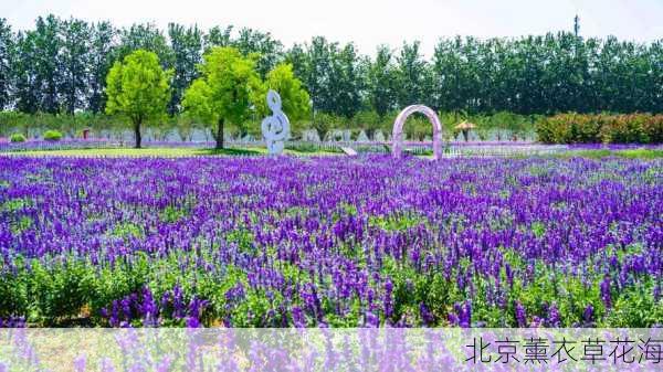 北京薰衣草花海