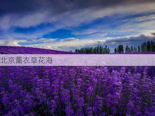 北京薰衣草花海