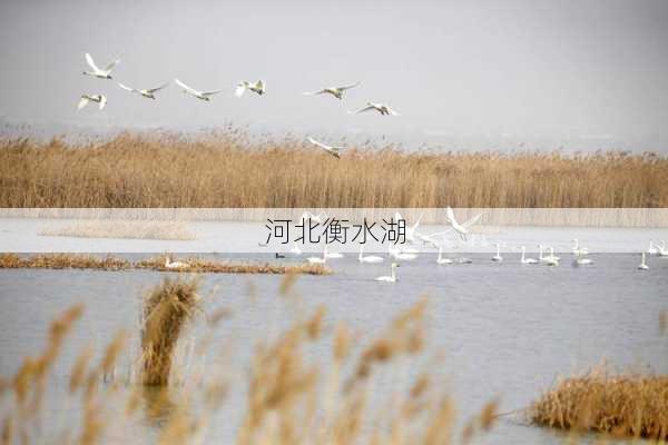 河北衡水湖