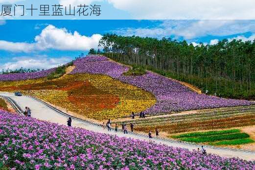 厦门十里蓝山花海