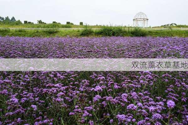 双流薰衣草基地