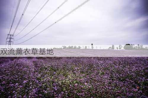 双流薰衣草基地