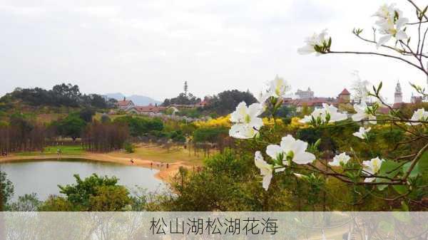 松山湖松湖花海