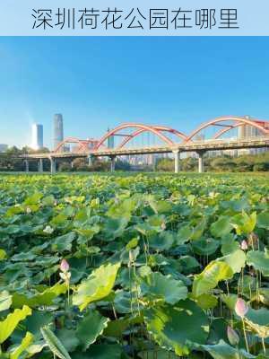 深圳荷花公园在哪里