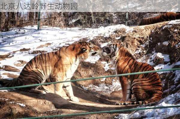 北京八达岭野生动物园