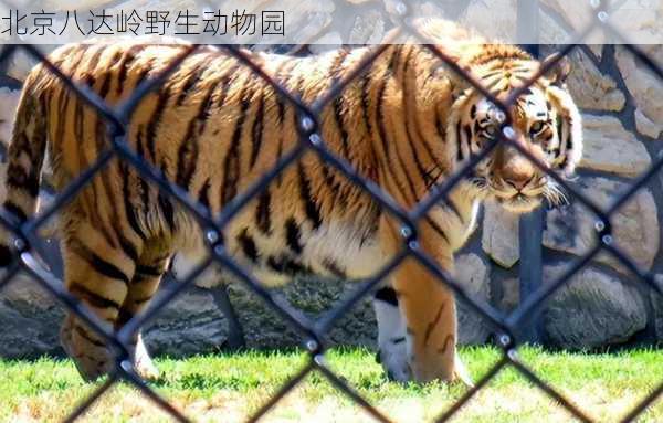 北京八达岭野生动物园