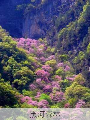 黑河森林