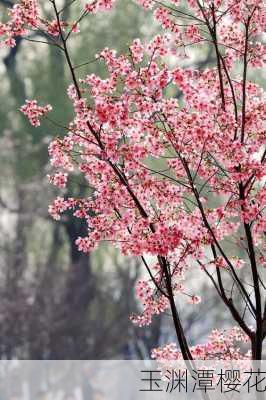 玉渊潭樱花