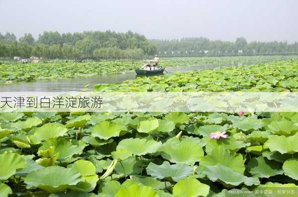 天津到白洋淀旅游