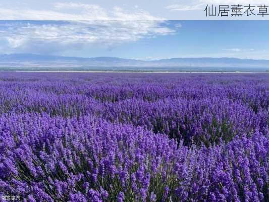 仙居薰衣草