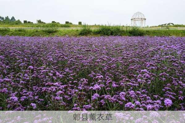 郫县薰衣草