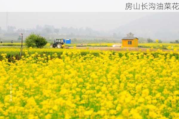 房山长沟油菜花