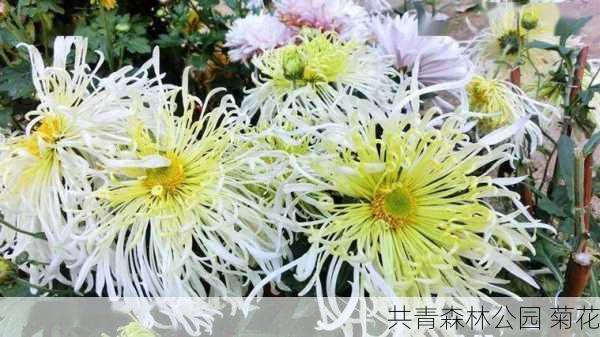 共青森林公园 菊花