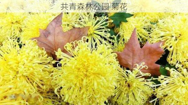 共青森林公园 菊花