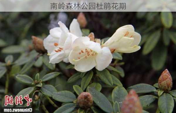 南岭森林公园杜鹃花期