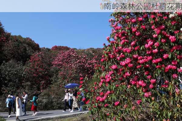 南岭森林公园杜鹃花期