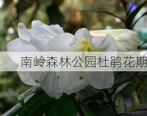 南岭森林公园杜鹃花期